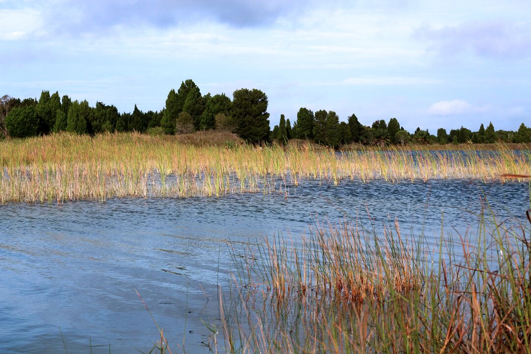 Weekiwachee Preserve Lake grass 3