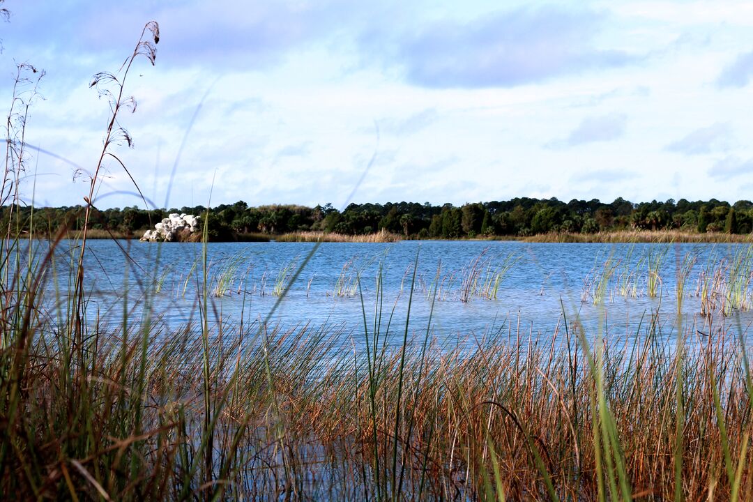 Weekiwachee Preserve Lake grass 2