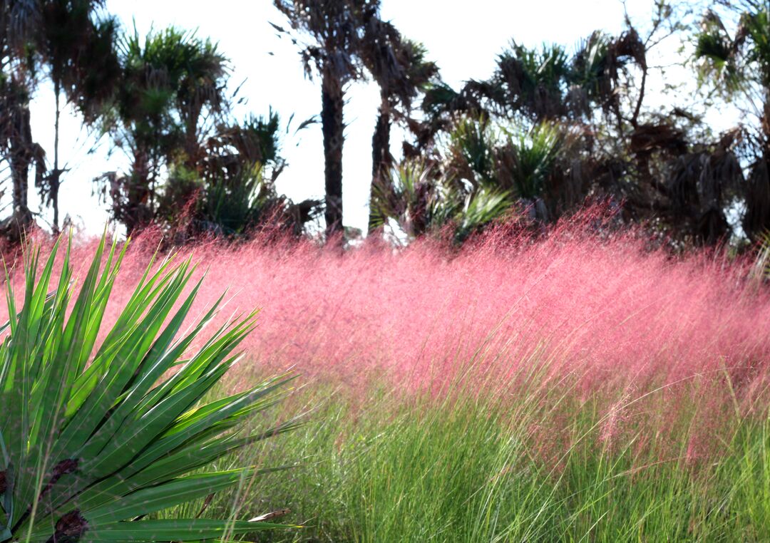 Weekiwachee Preserve pink grass 3