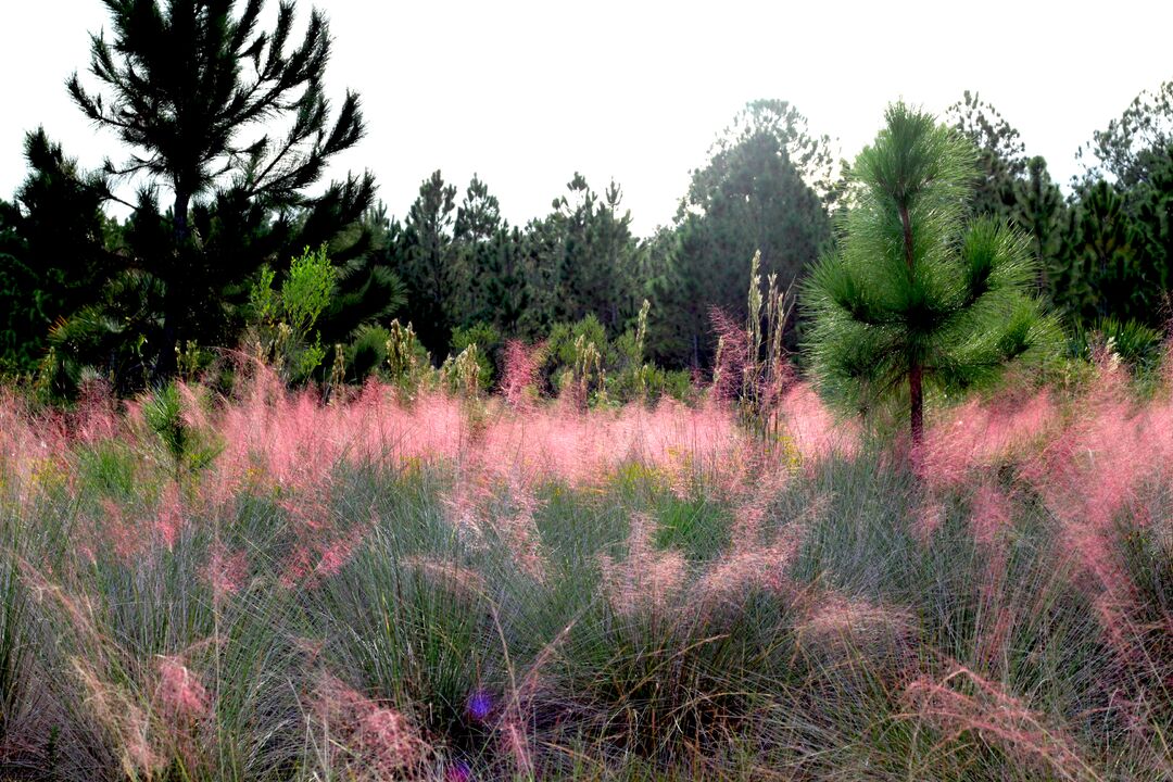 Weekiwachee Preserve Pink Grass 1