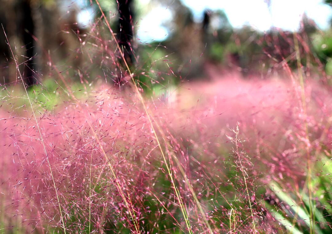 Weekiwachee Preserve pink grass cu 3