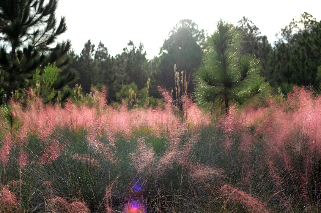 Weekiwachee Preserve Pink Grass Glimmer