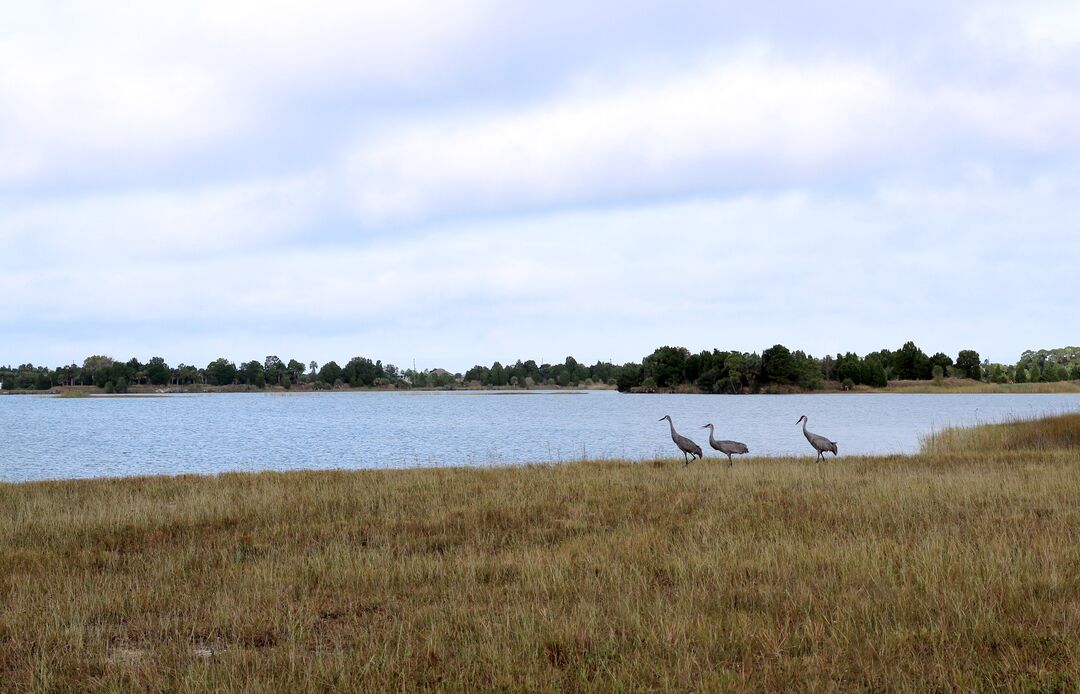 Weekiwachee Preserve 3 Cranes