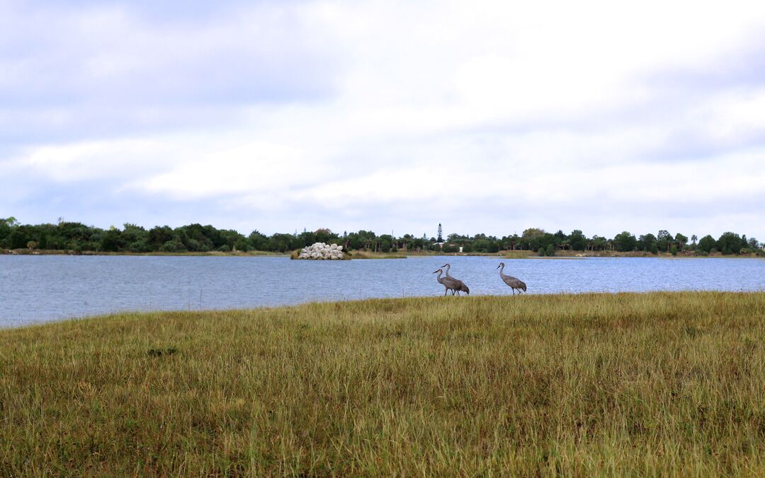 Weekiwachee Preserve 3 Cranes 2