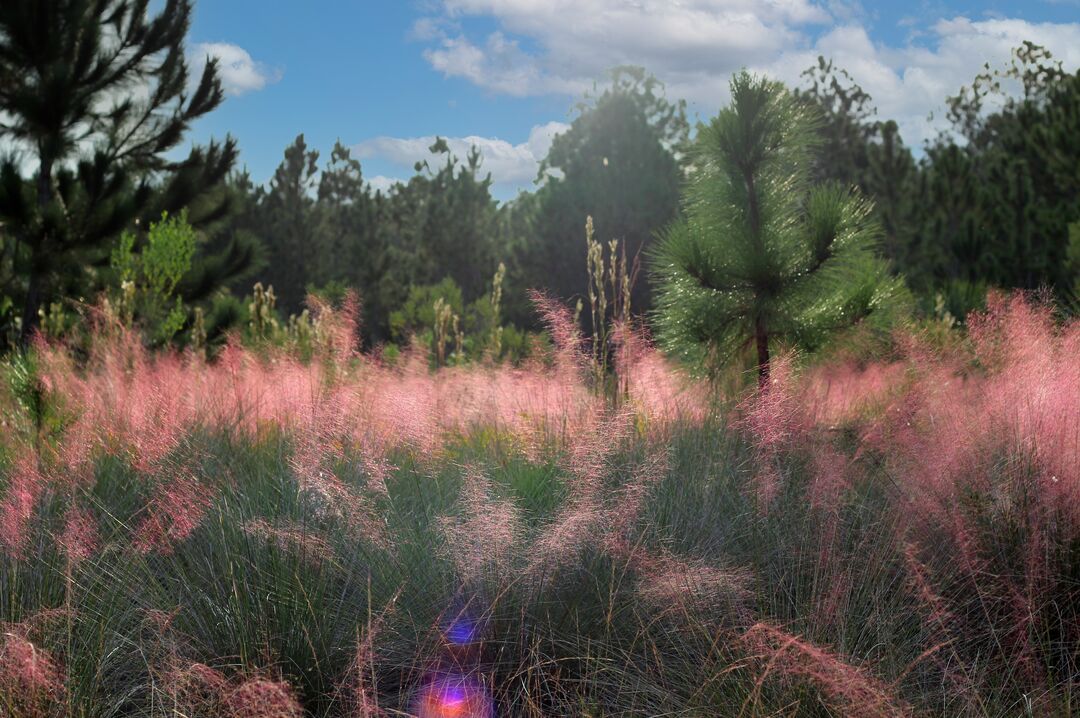 Weekiwachee Preserve Pink Grass Glimmer