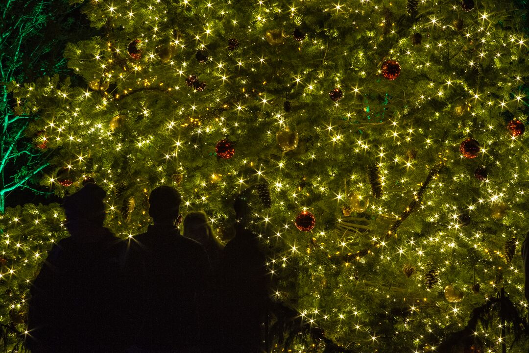 Longwood Gardens Christmas