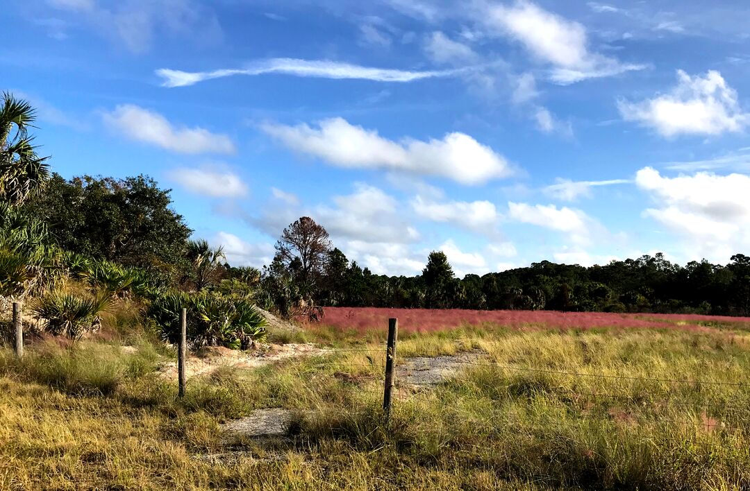 Weekiwachee Preserve pink grass iphone