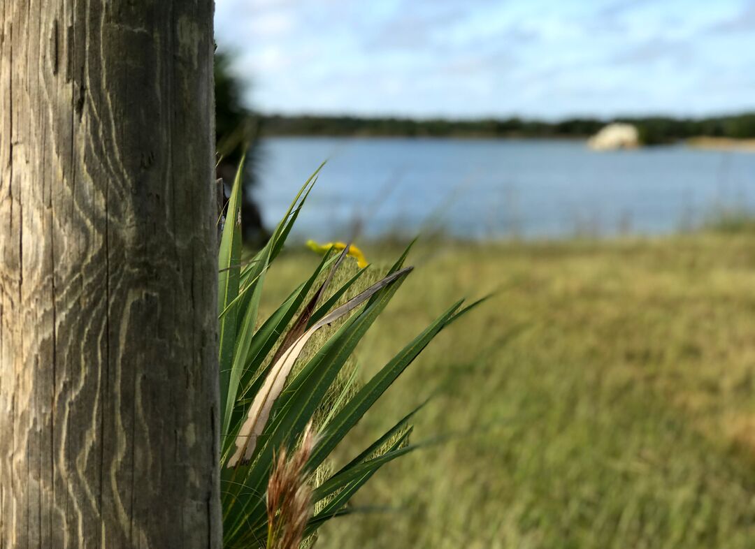 Weekiwachee Preserve fence post