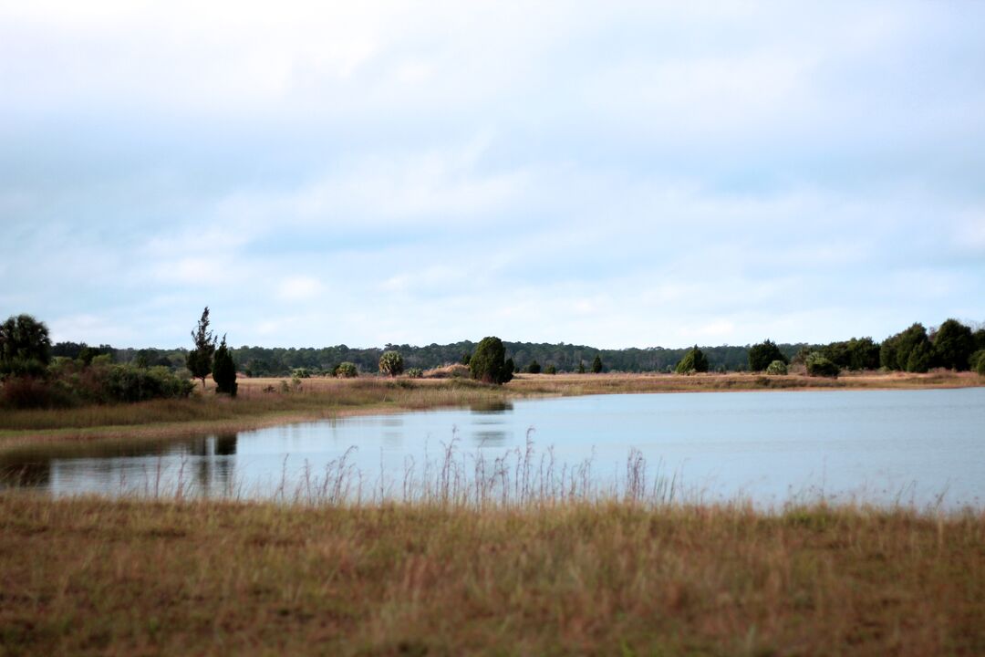 Weekiwachee Preserve Lake shore 1