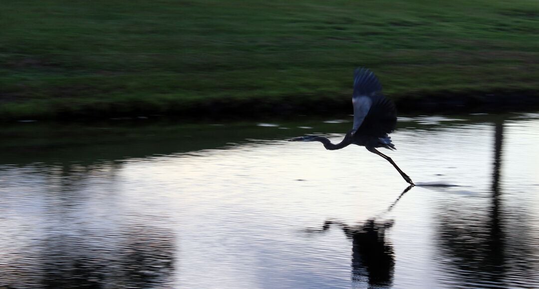 Heron 8