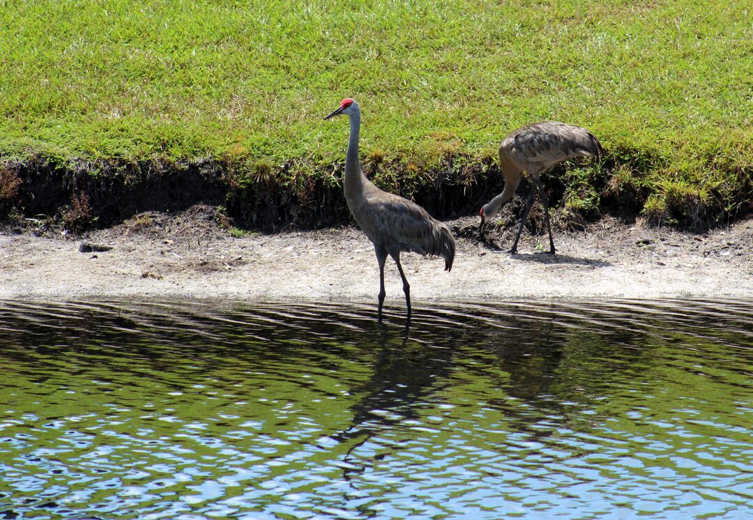 Sandhill Cranes