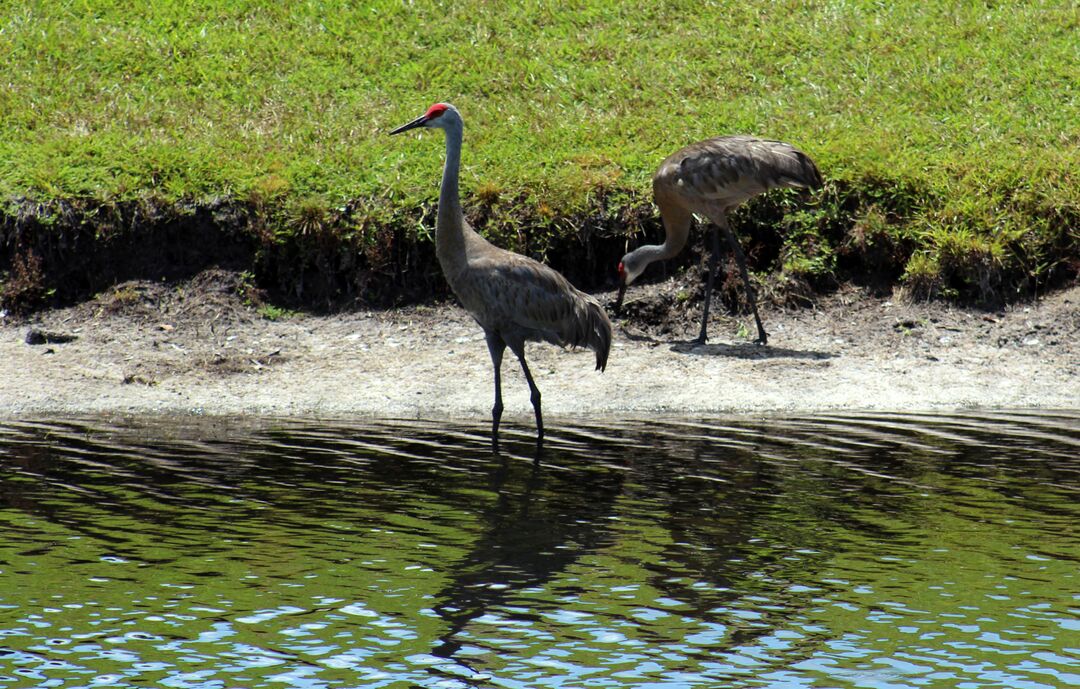 Sand Hill Cranes 2