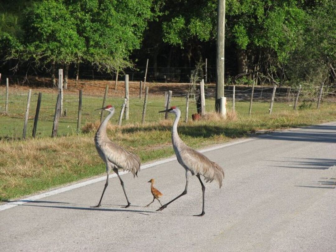 Sandhill Cranes with baby (1)