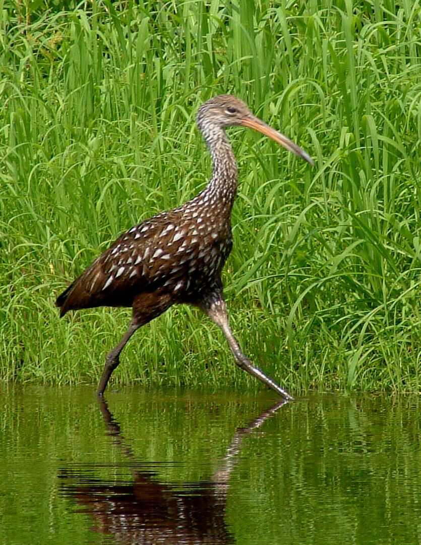 Limpkin3