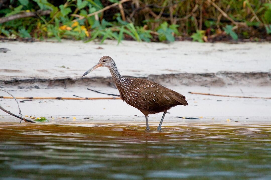 Limpkin (3504x2336) credit David Moynahan