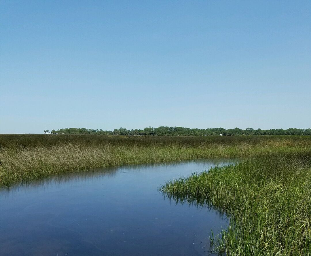 Saltmarsh_FLSeaGrant_Hall_Scharf