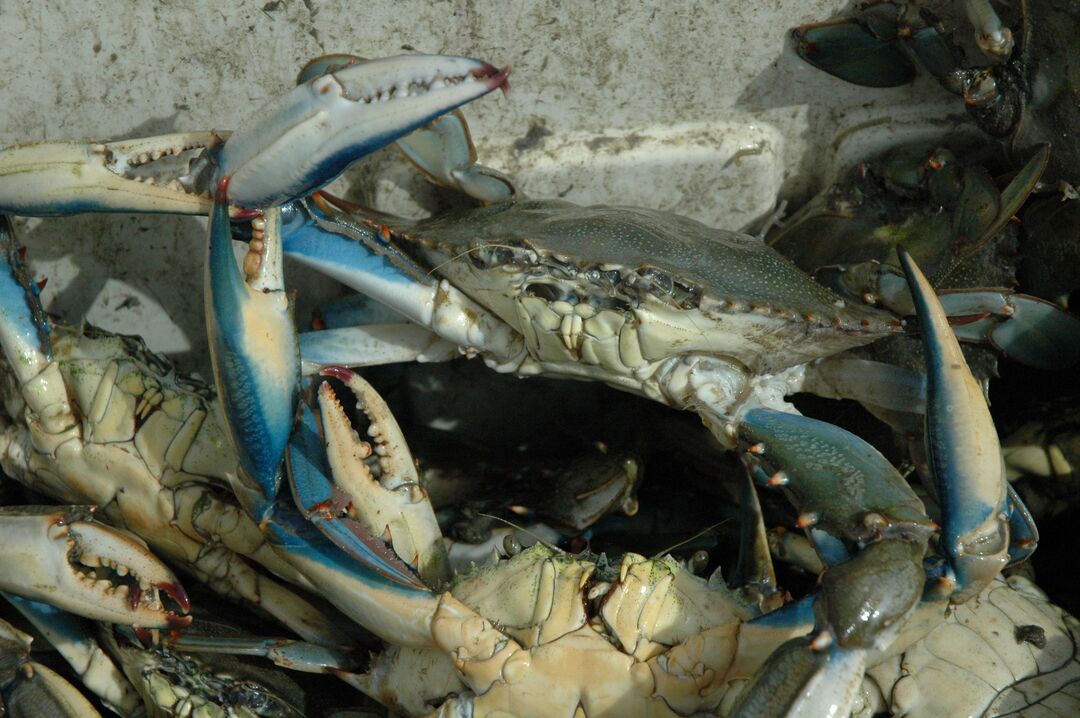 BlueCrab_FLSeaGrant_Fluech (2)