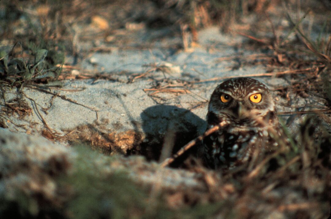 Burrowing Owl