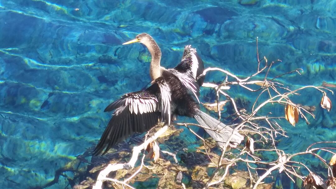 2 - Anhinga female (photo CKnudson)