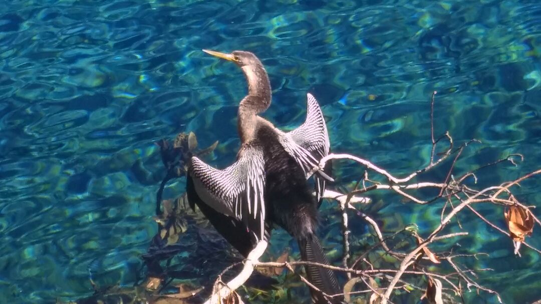 Anhinga -10-26-17 at WW (photo by CKnudson) (1)