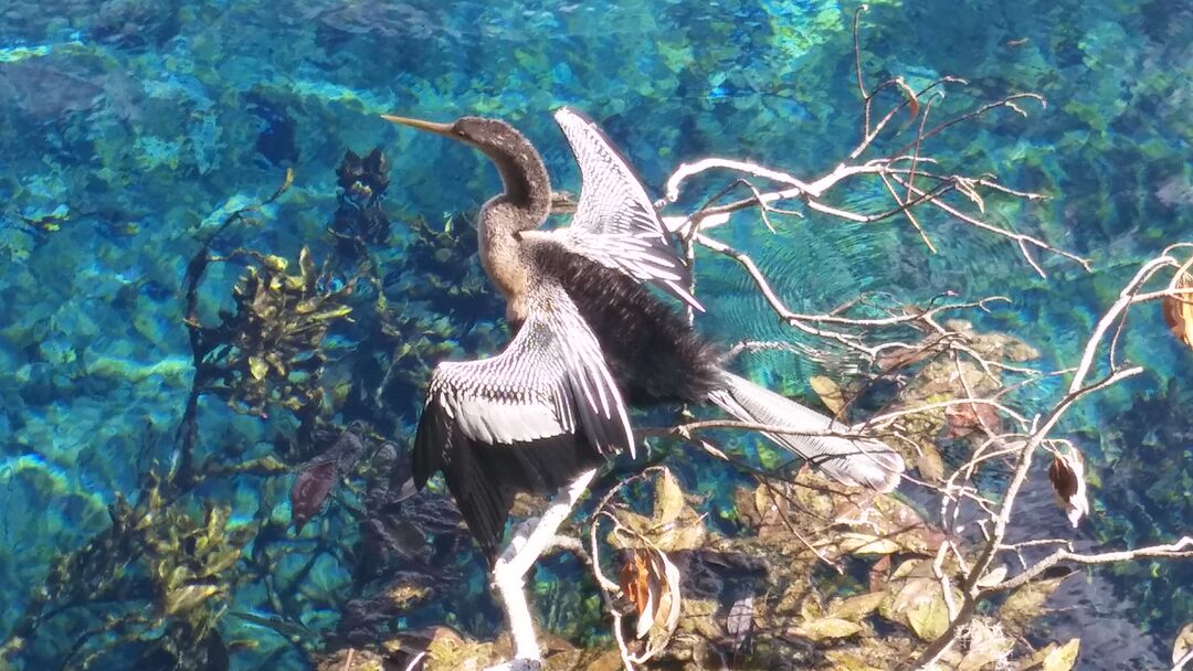 5 - Anhinga (photo CKnudson) 1102171348a