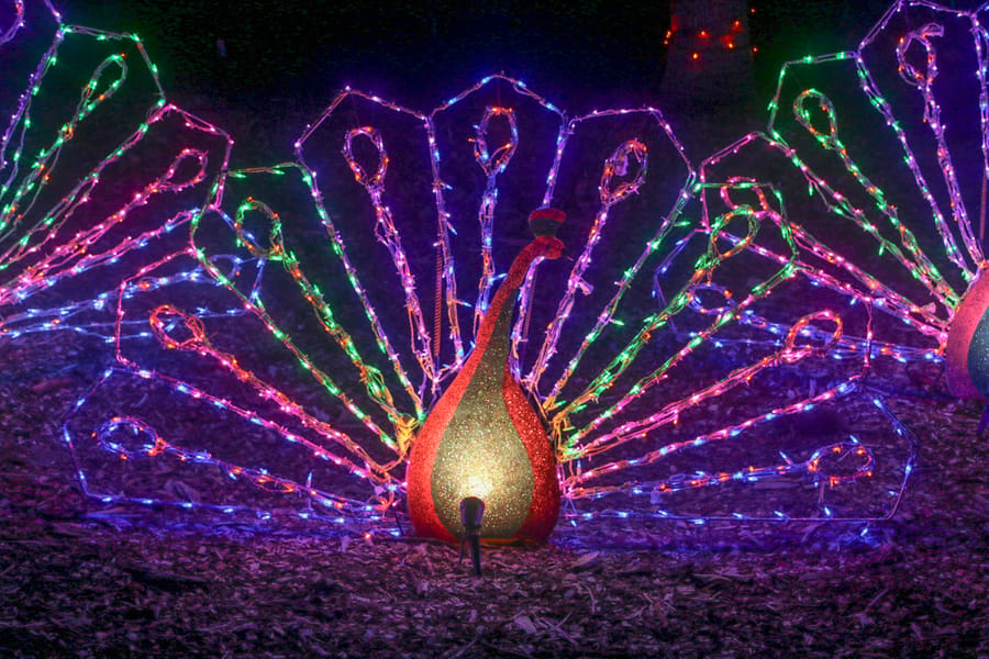 Selby Gardens Lights in Bloom