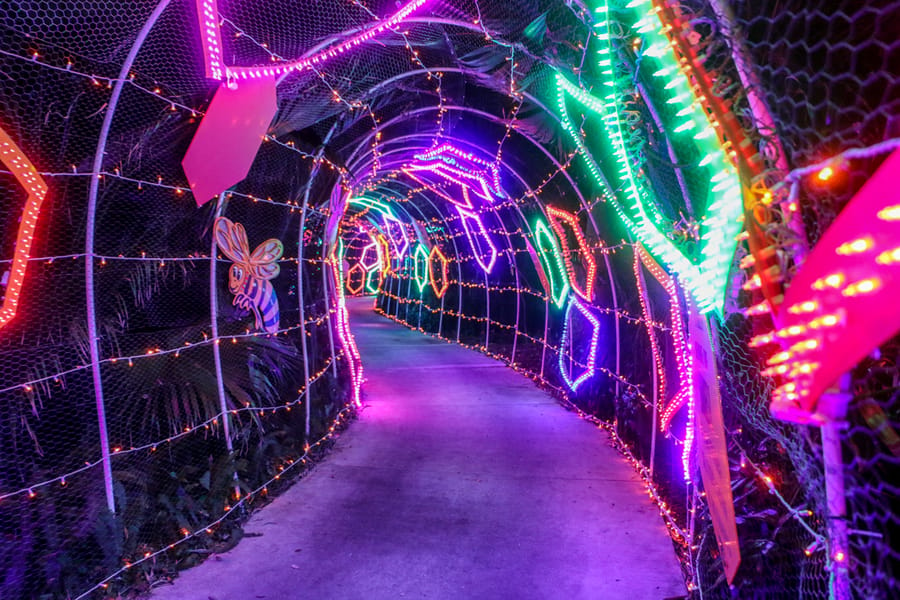 Selby Gardens Lights in Bloom