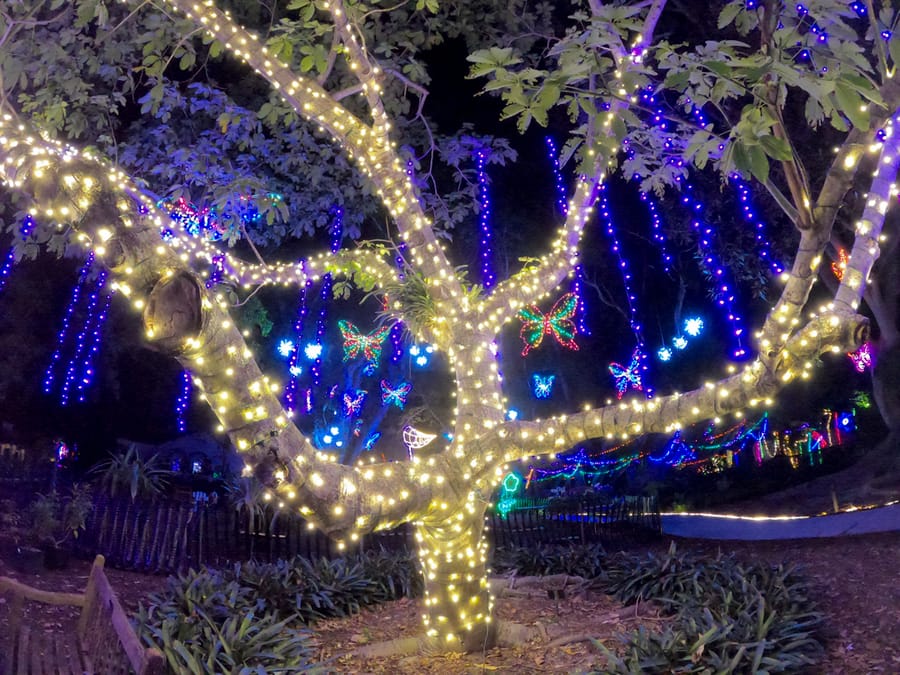 Selby Gardens Lights in Bloom