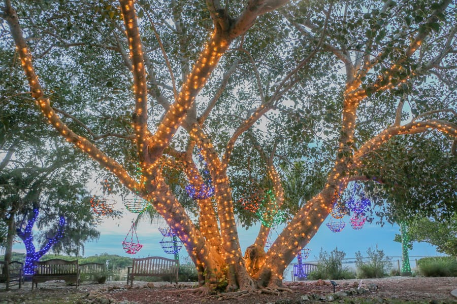 Selby Gardens Lights in Bloom