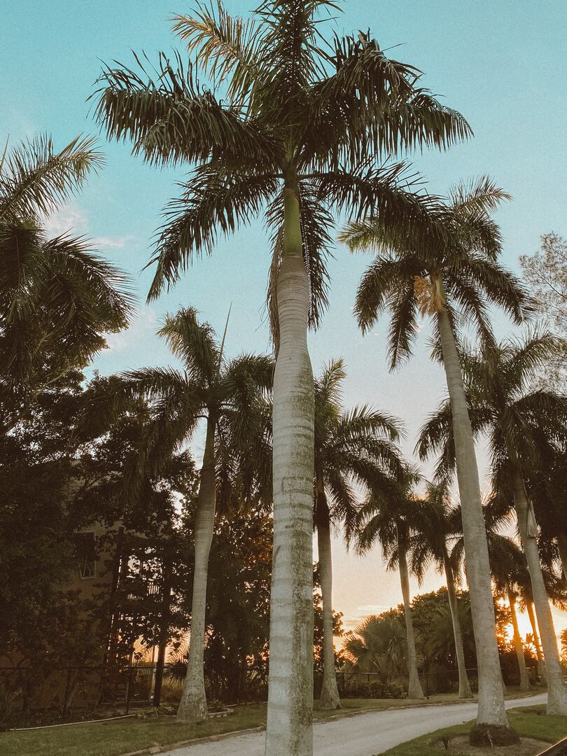 Palm Tree Walkway