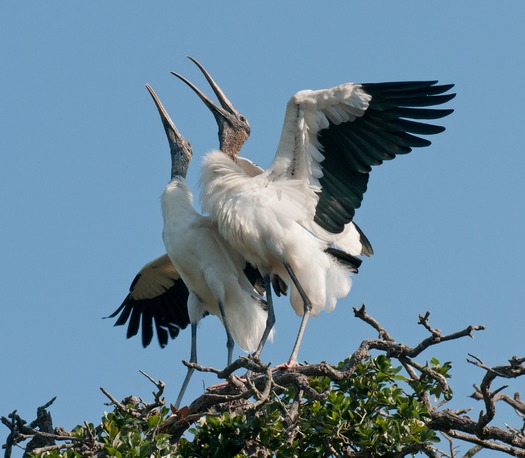 Alligator Farm Bird Rookery Ardith Bondi  12-166 D Winner