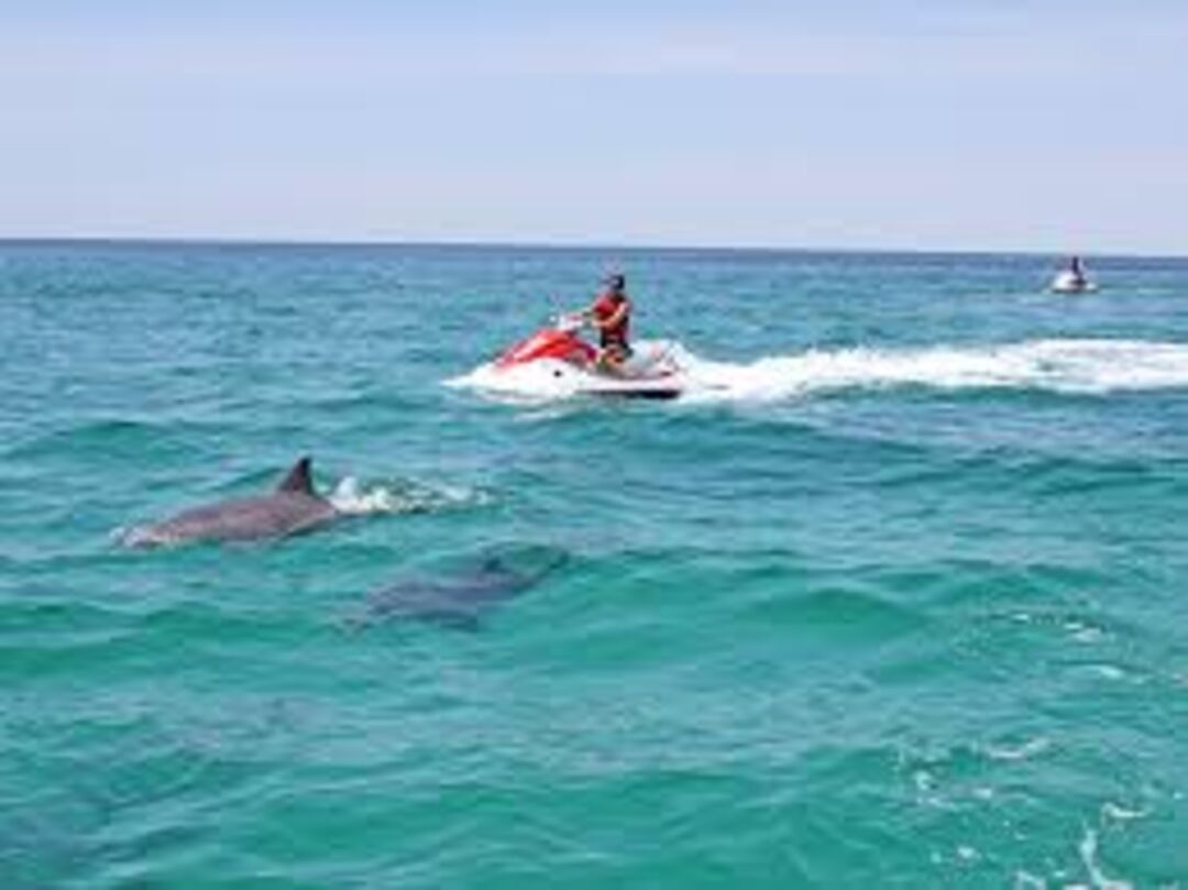 Jet Skiing with Dolphins