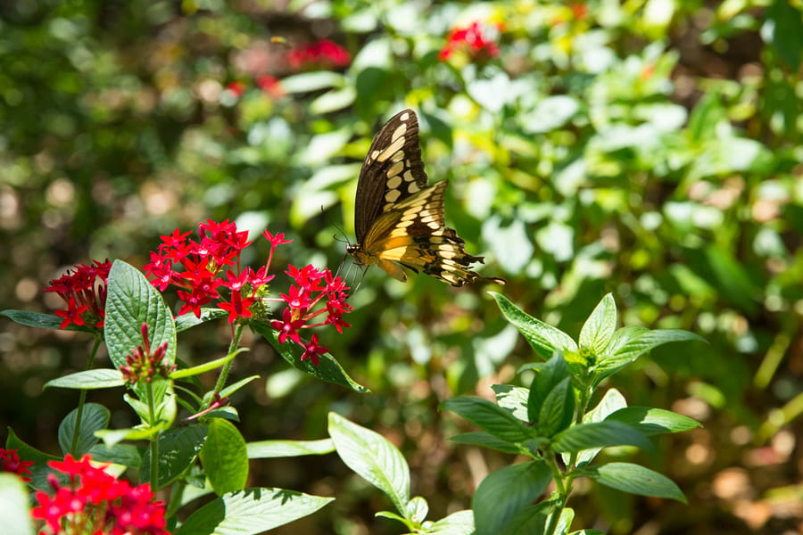 Selby Gardens