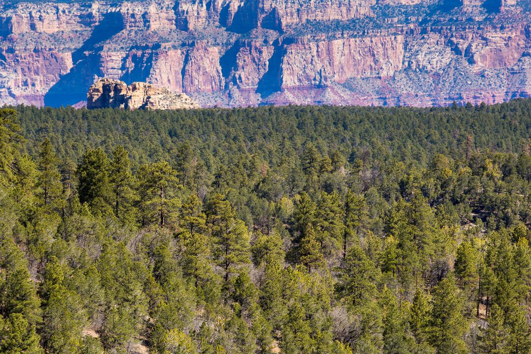 Kaibab National Forest