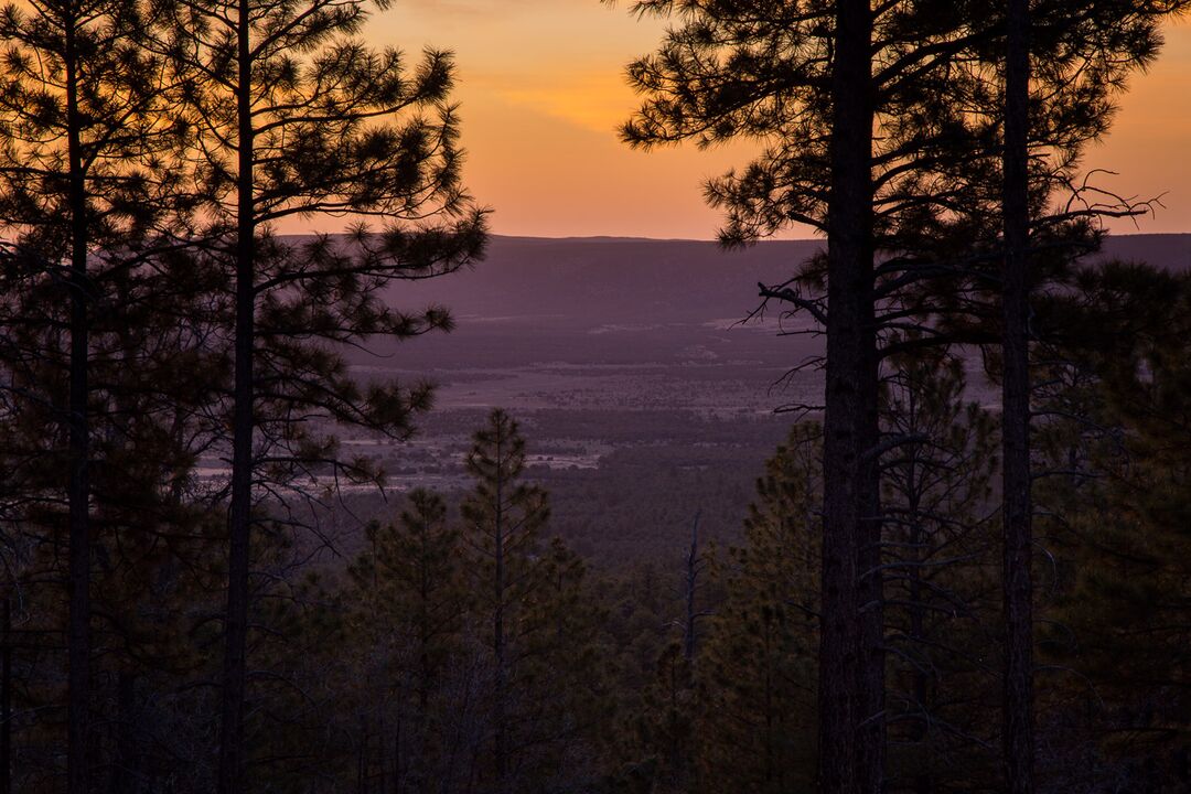 Kaibab National Forest