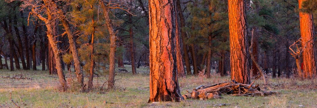 Kaibab National Forest