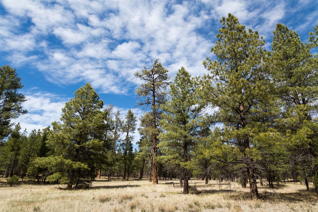 Kaibab National Forest