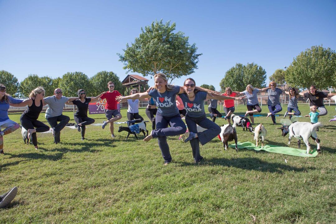 Arizona Goat Yoga