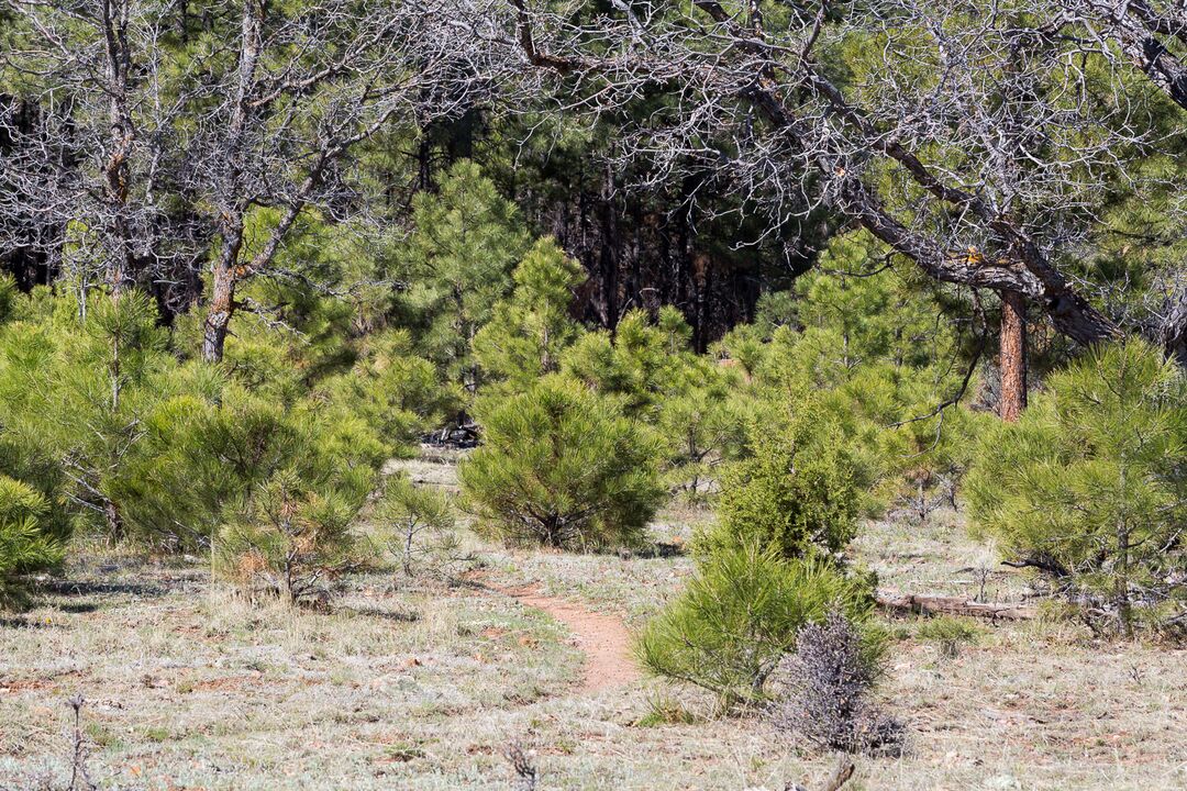 Kaibab National Forest