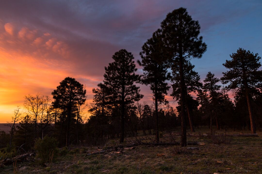 Kaibab National Forest