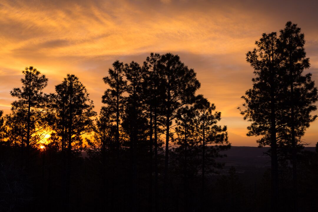 Kaibab National Forest