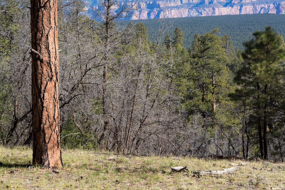 Kaibab National Forest