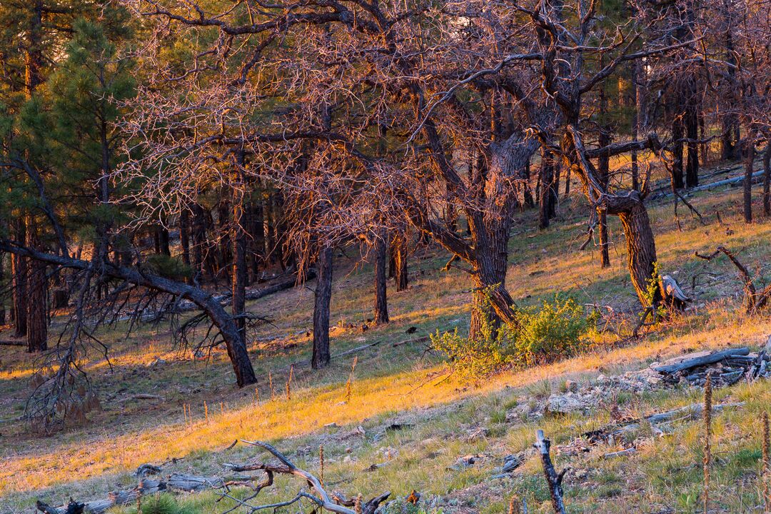 Kaibab National Forest