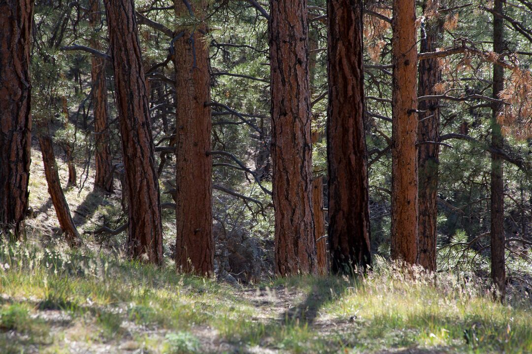 Kaibab National Forest