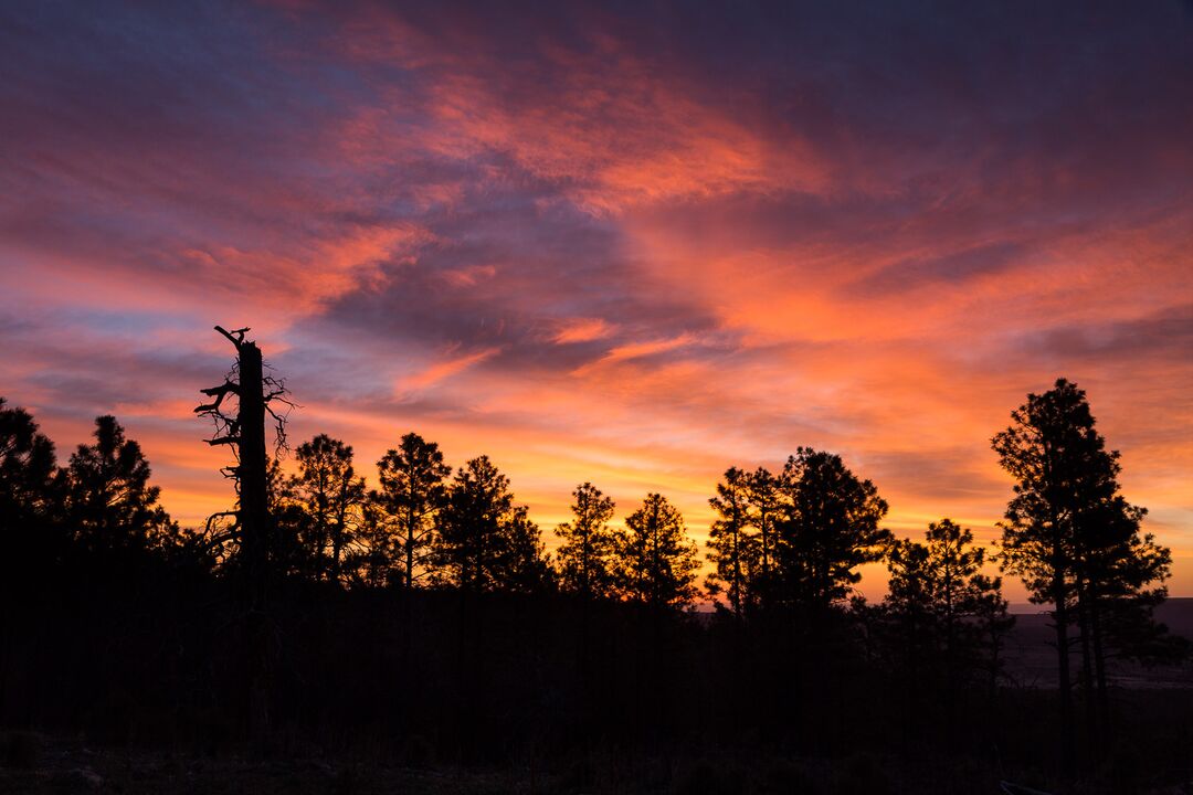 Kaibab National Forest