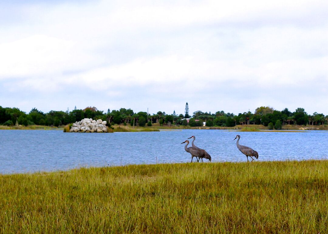 Weekiwachee Preserve and Sandhill Cranes, Weeki Wachee