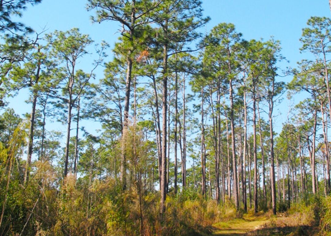 Chinsegut Wildlife and Environmental Area, Big Pine Tract