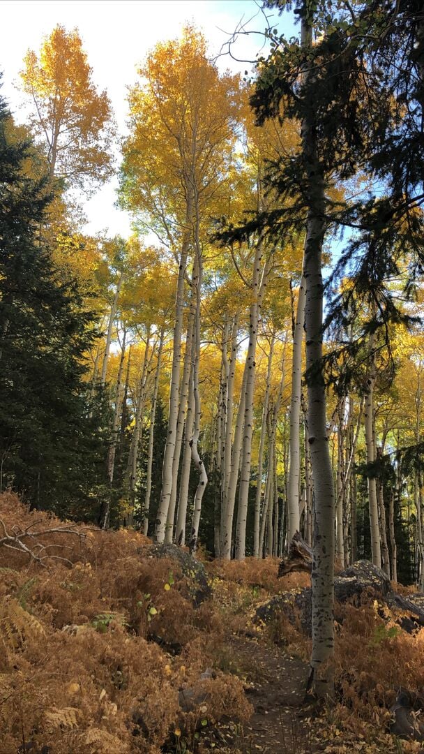 Kachina Trail Flagstaff