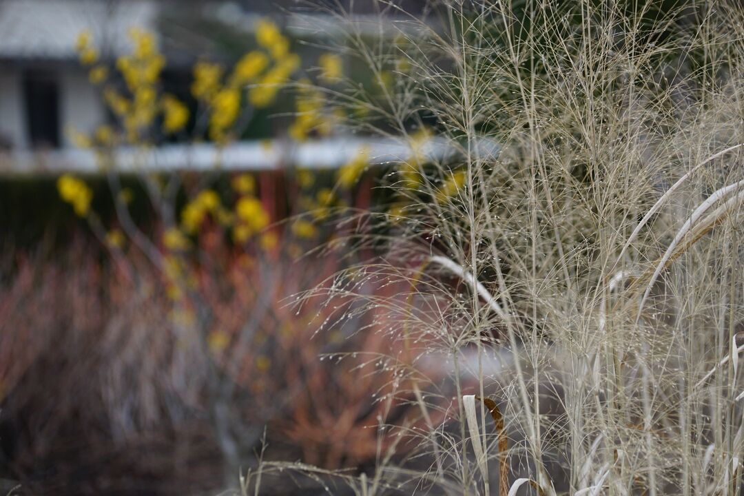 Longwood Gardens Winter