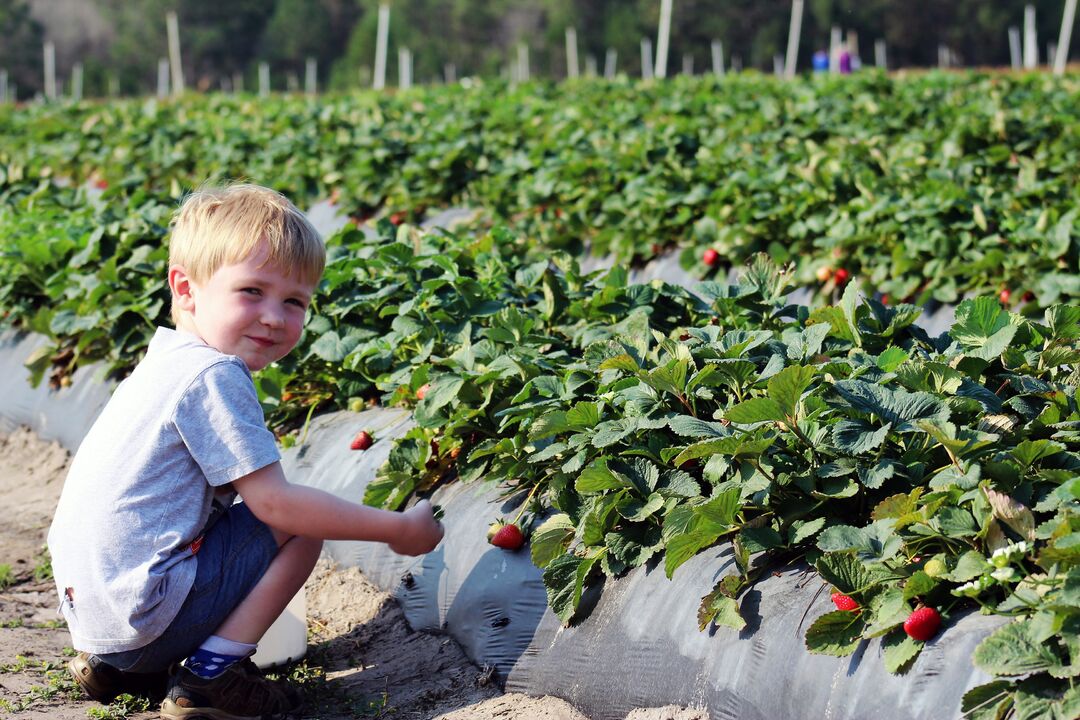 Boy picking strawberries at JG Ranch, Florida's Adventure Coast